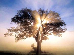 oak tree with sunlight